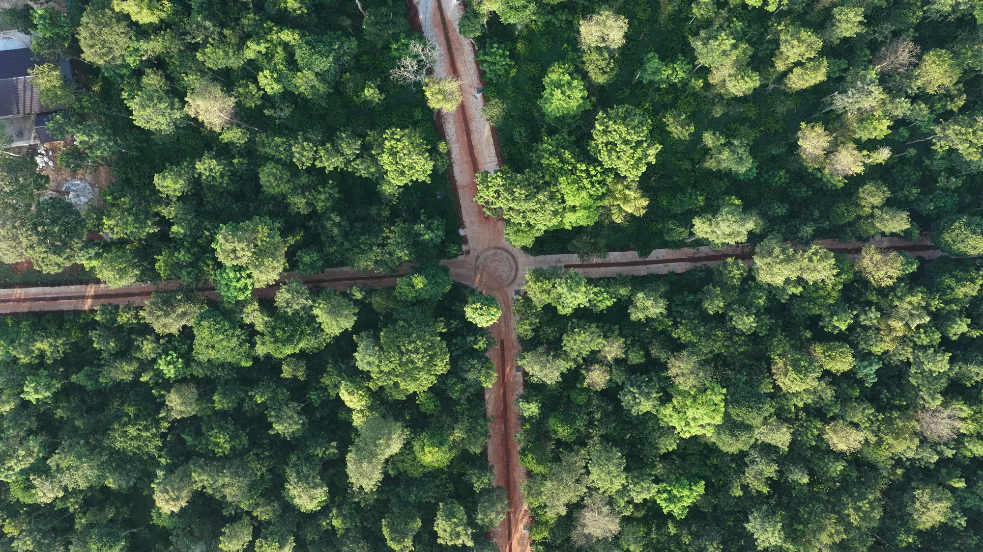 Rhythm of Soul — the canopy from above