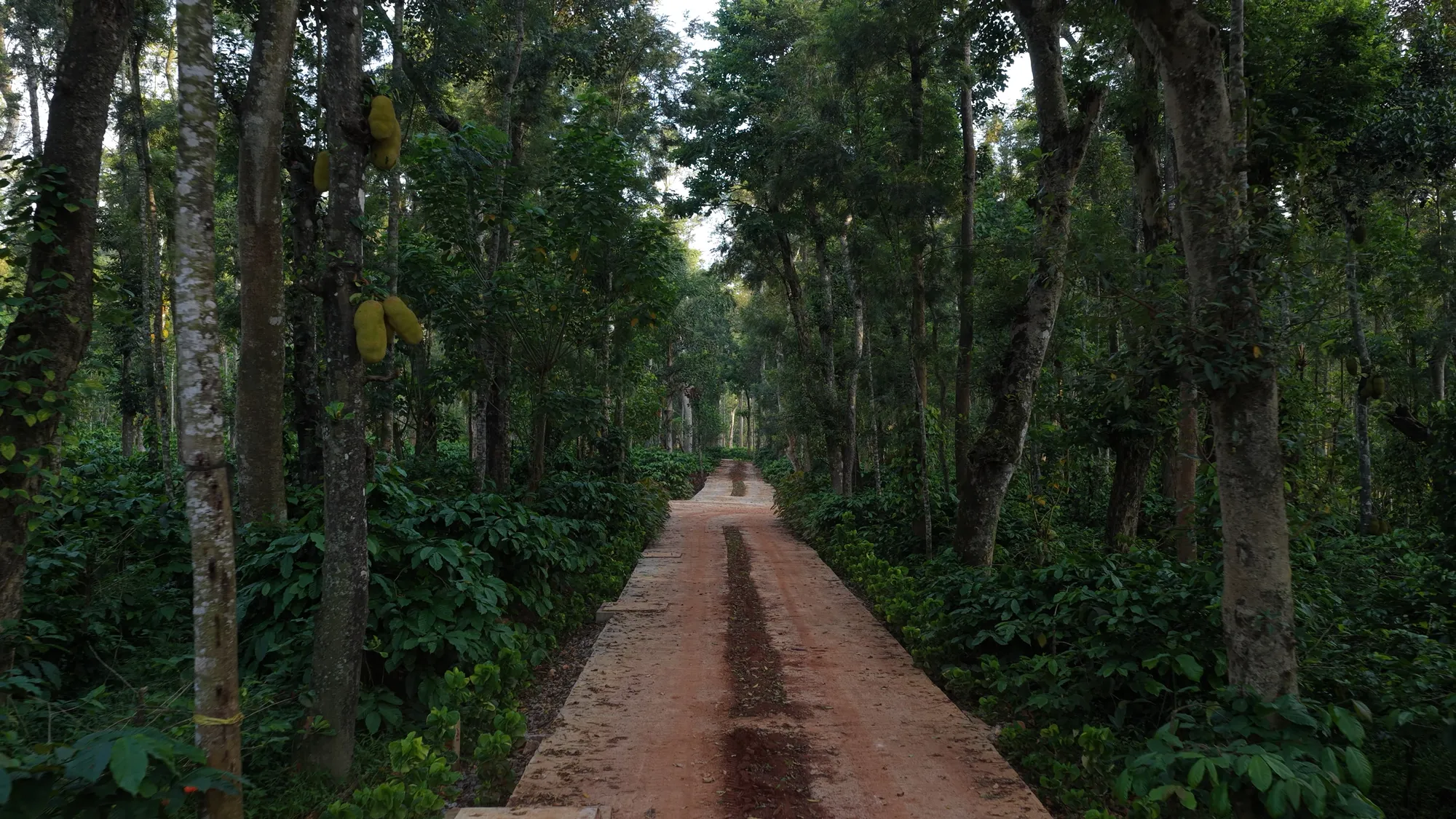 Rhythm of Soul — estate trail