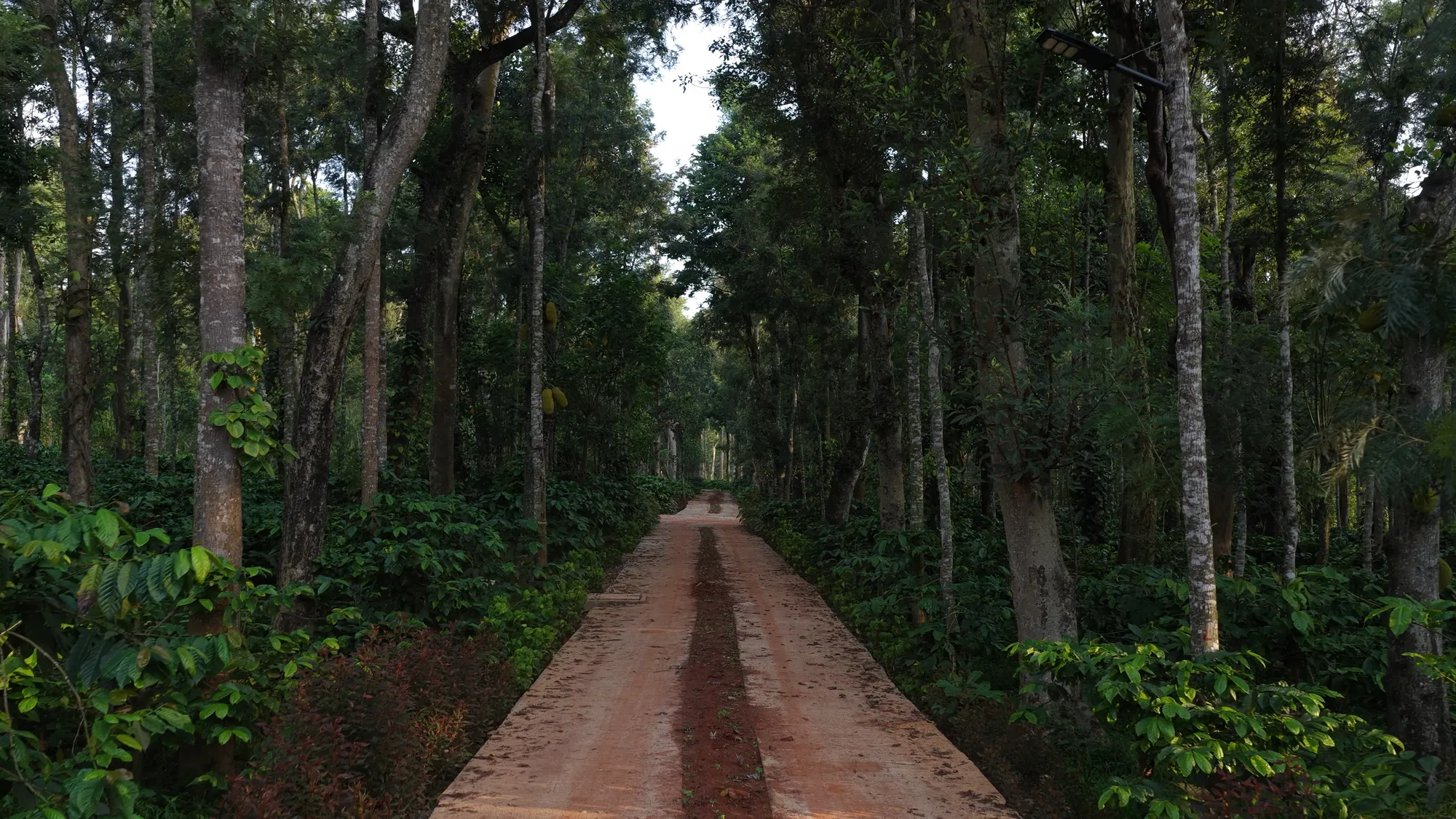 Trails