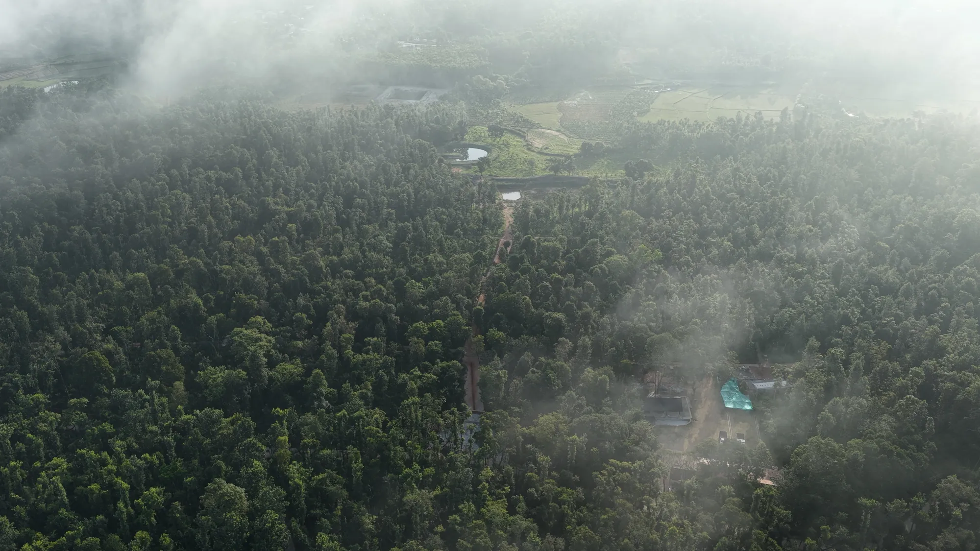 Mist over the coffee estate at Rhythm of Soul